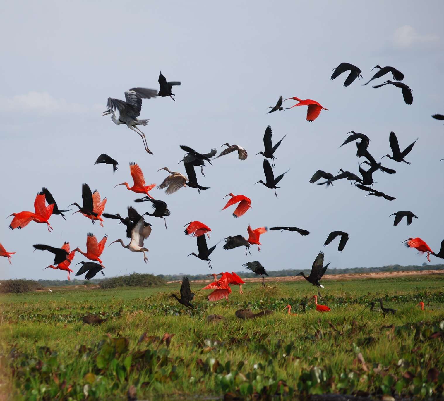 Image of Scarlet Ibis