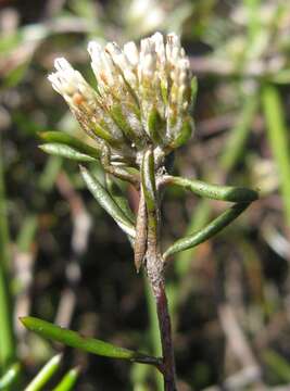 Image of Metalasia tenuifolia DC.