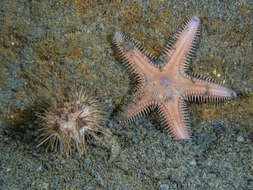 Image of Astropecten verrilli