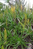 Image of Fence Aloe