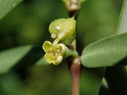 Euphorbia articulata Aubl. resmi