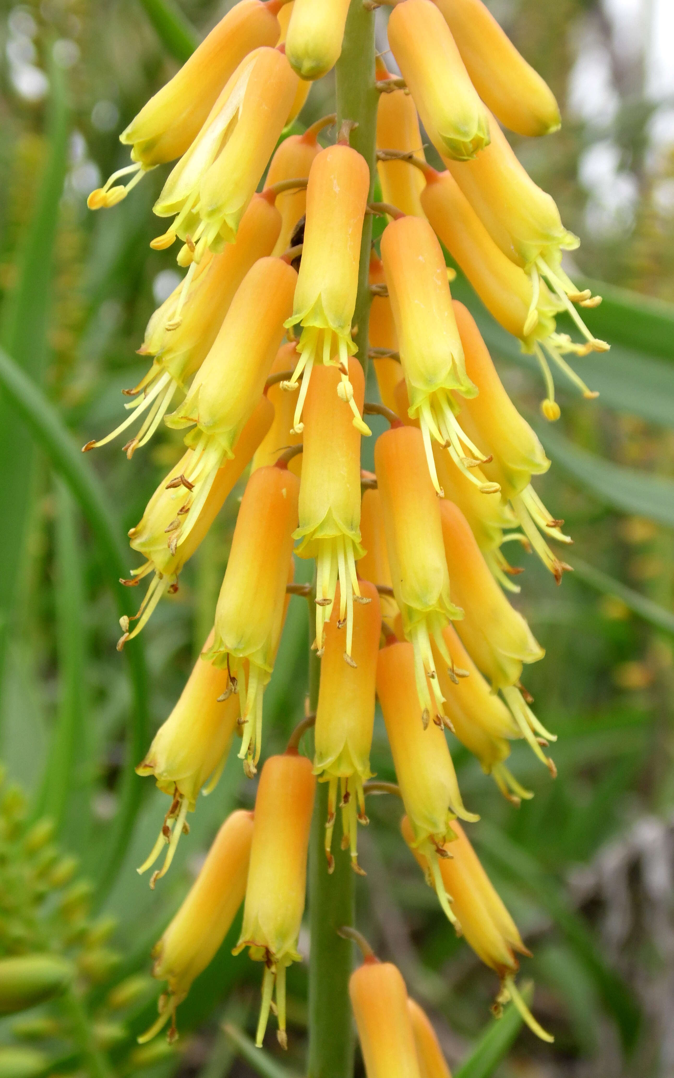 Image of Fence Aloe