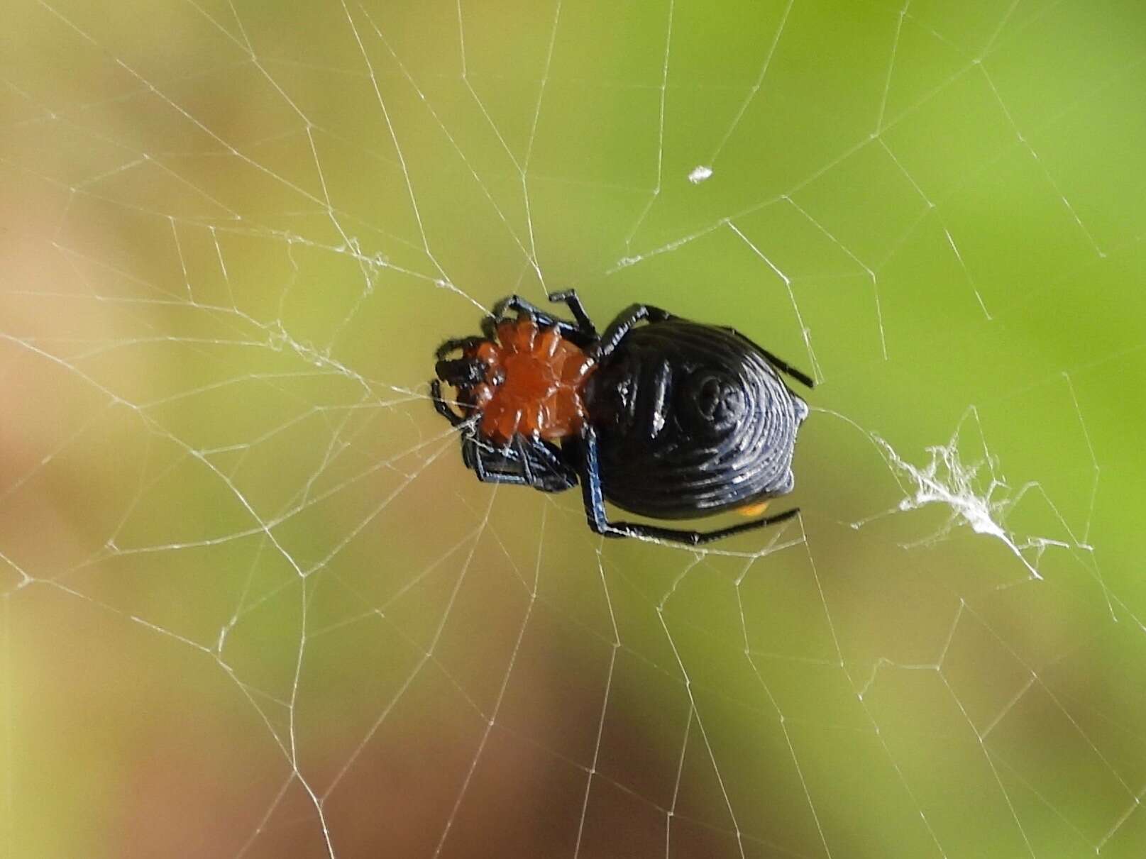 Image of Micrathena glyptogonoides Levi 1985