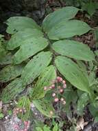 Image of feathery false lily of the valley