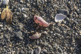 Image of rat-tailed fusiform sea cucumber