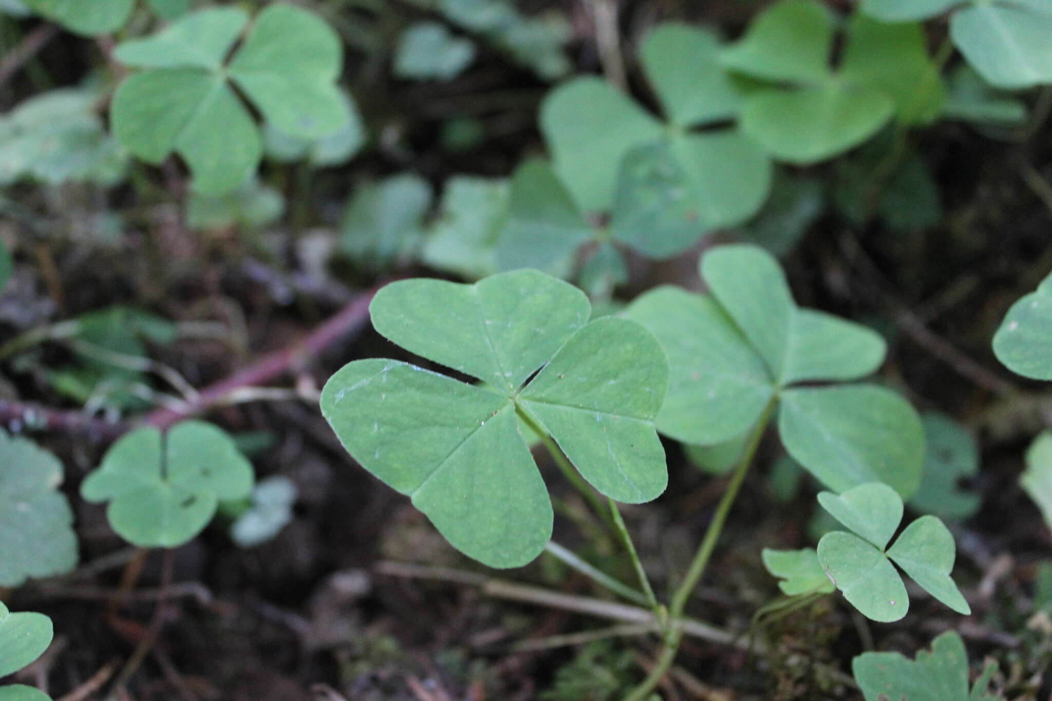 Sivun Oxalis trilliifolia Hook. kuva