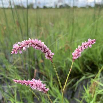 Image of Persicaria limbata (Meisn.) Hara