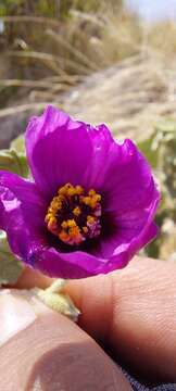 Image of Corynabutilon ceratocarpum (Hook. & Arn.) Kearney