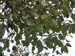 Image of Populus simaroa J. Rzedowski