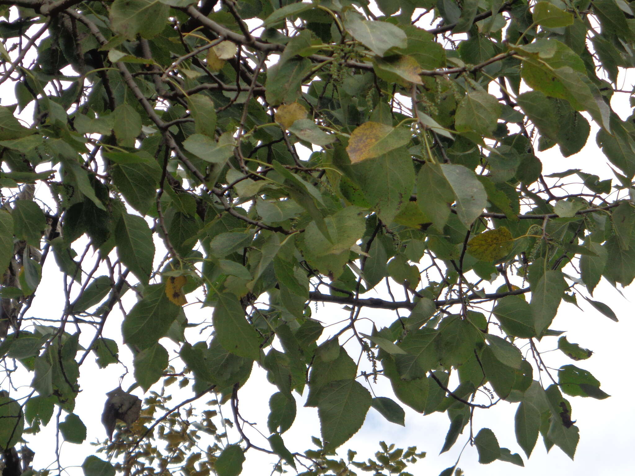 Populus simaroa J. Rzedowski resmi