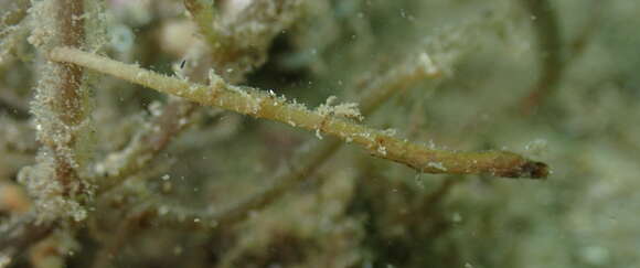 Image of Hairy pipefish