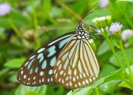 Image of Ideopsis similis Linnaeus 1758