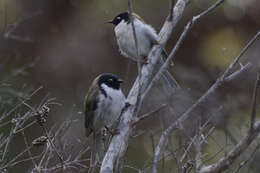 Image of Black-headed Honeyeater