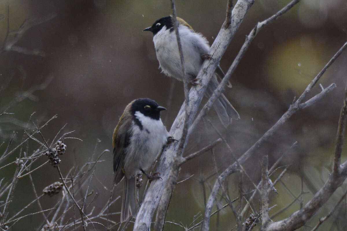 Image of Black-headed Honeyeater