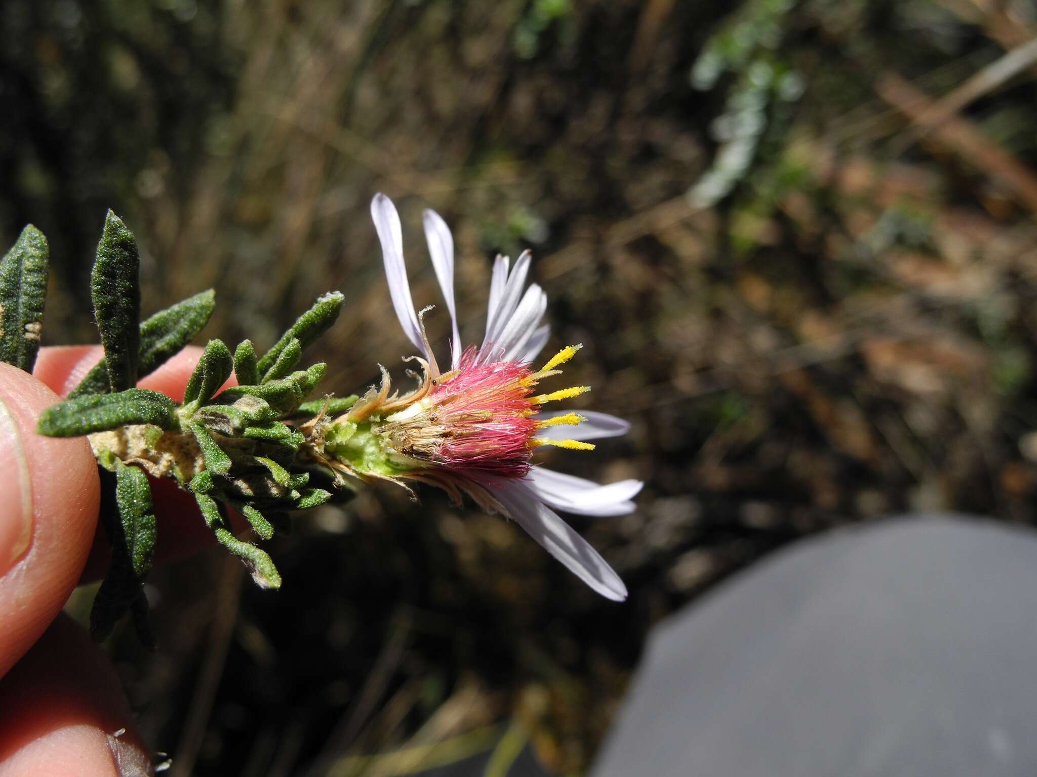 Image of Diplostephium oblanceolatum S. F. Blake