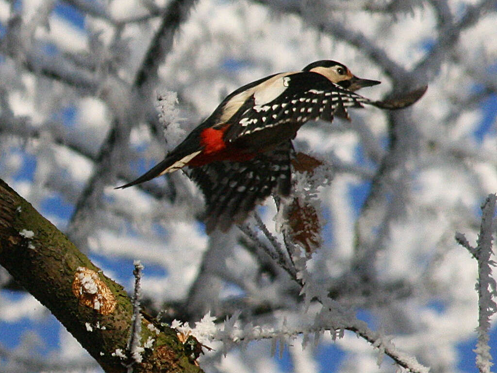 Image of Great Spotted Woodpecker