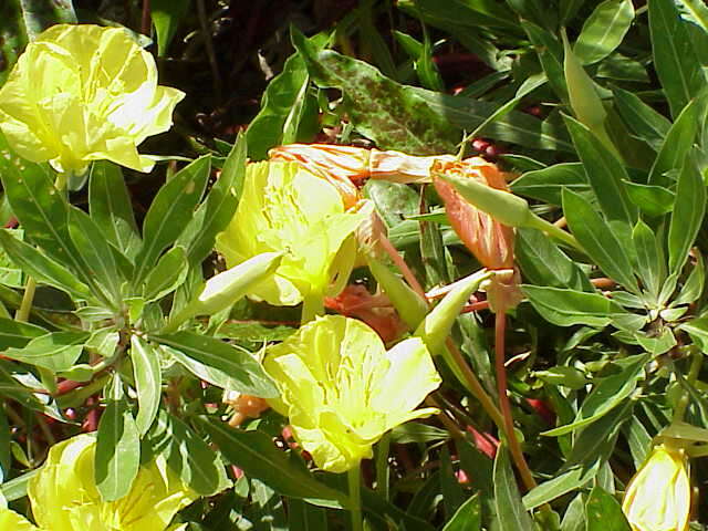 Imagem de Oenothera macrocarpa Nutt.