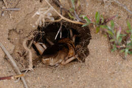 صورة Brachytrupes megacephalus (Lefebvre 1827)