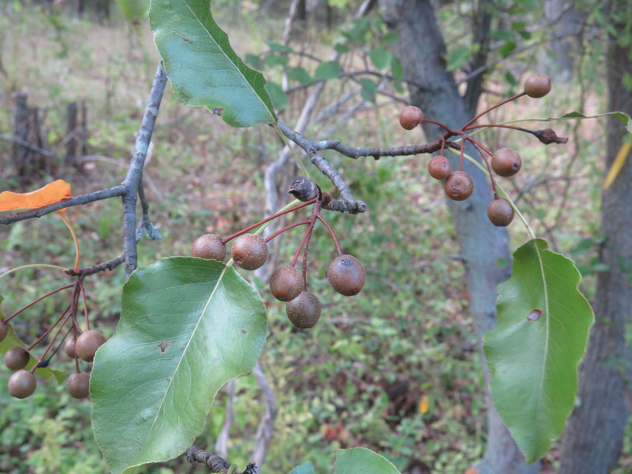 Image of Bradford Pear