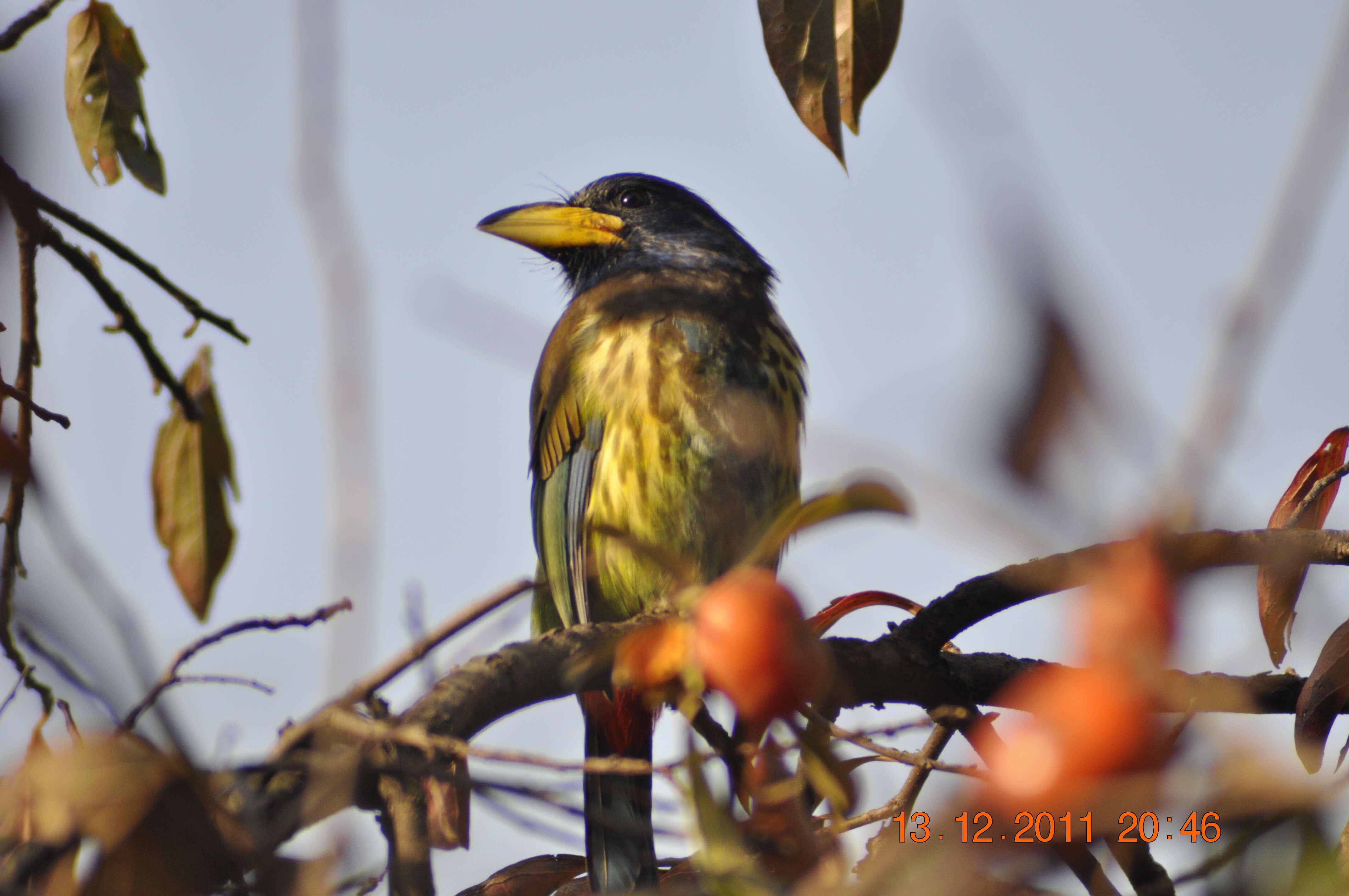 Image of Great Barbet