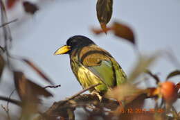 Image of Great Barbet