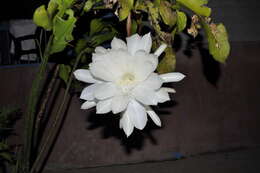 Image of Dutchman's Pipe Cactus