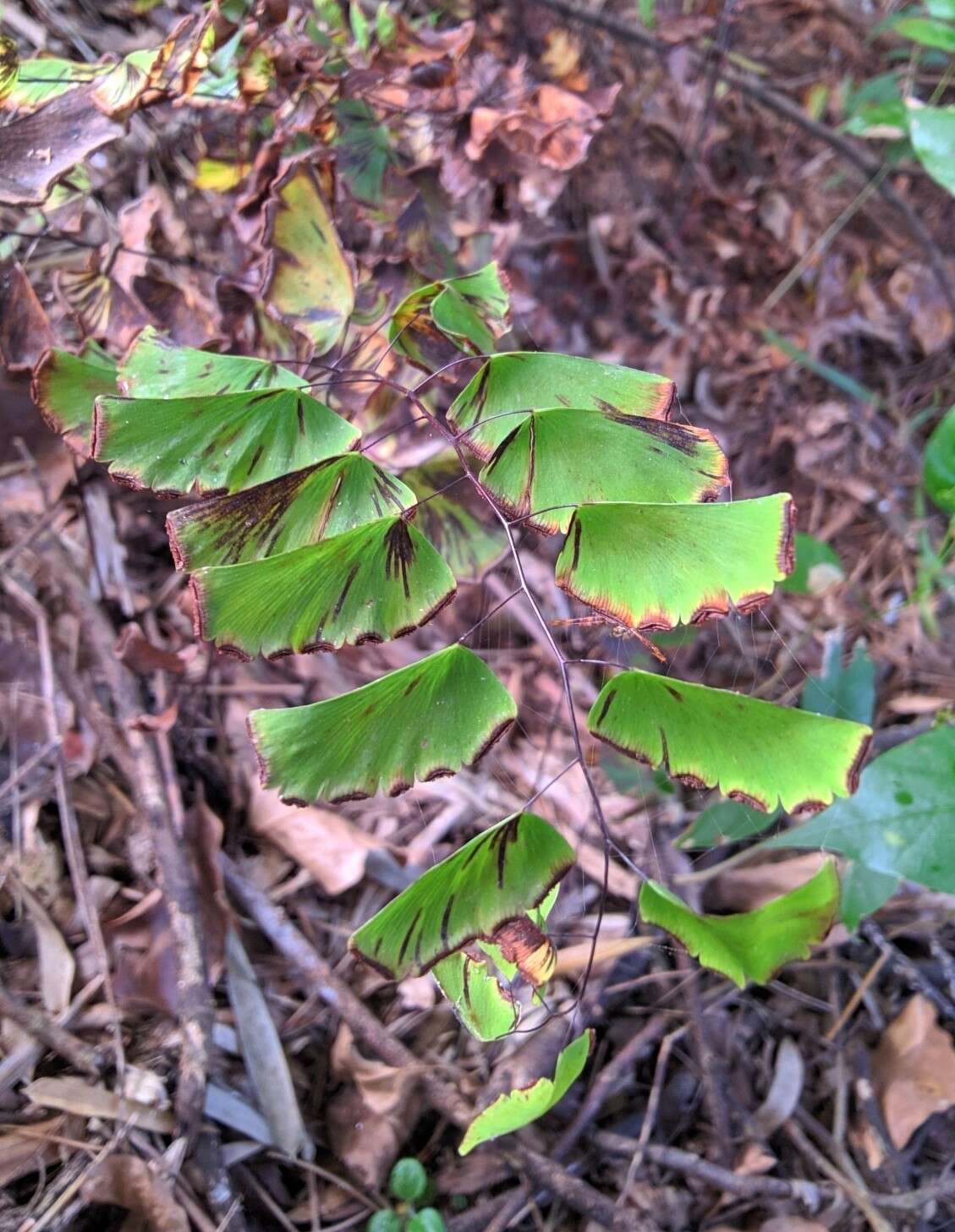 Image of Adiantum philippense L.