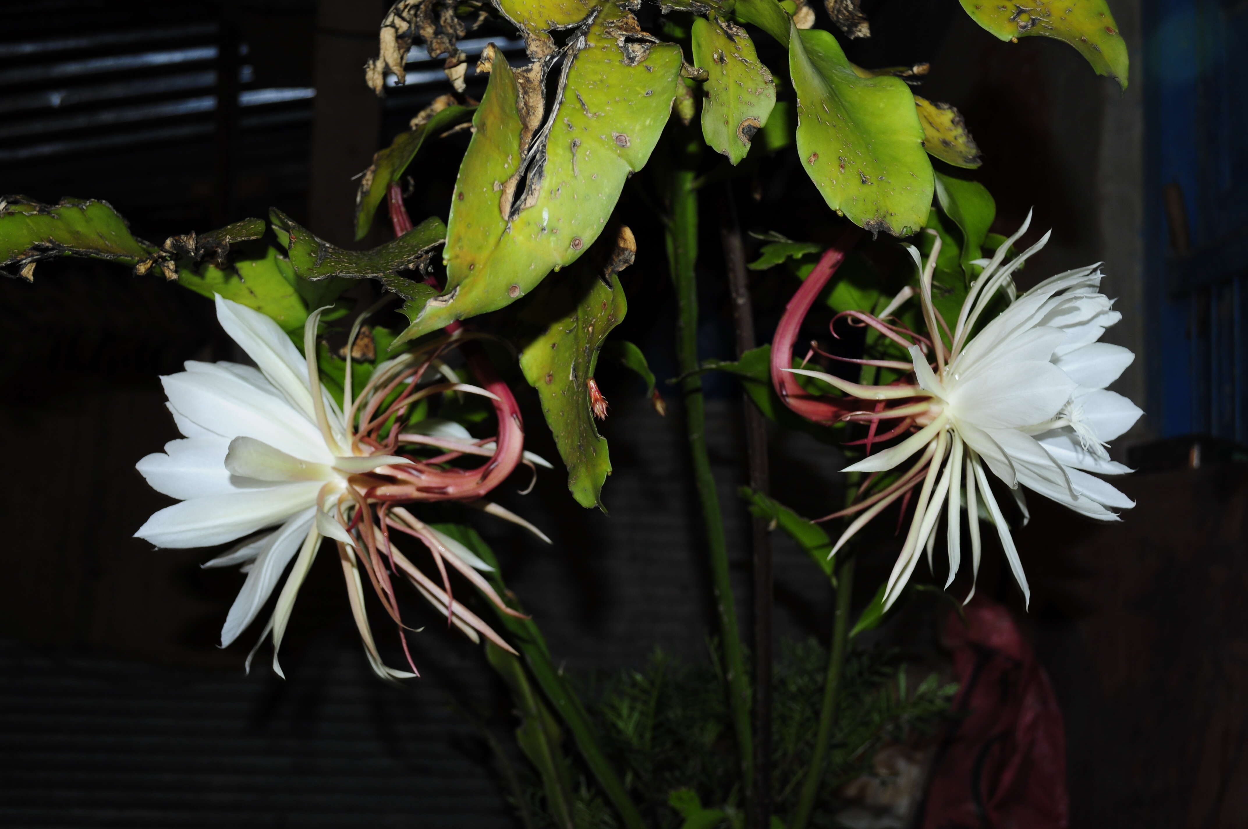 Image of Dutchman's Pipe Cactus