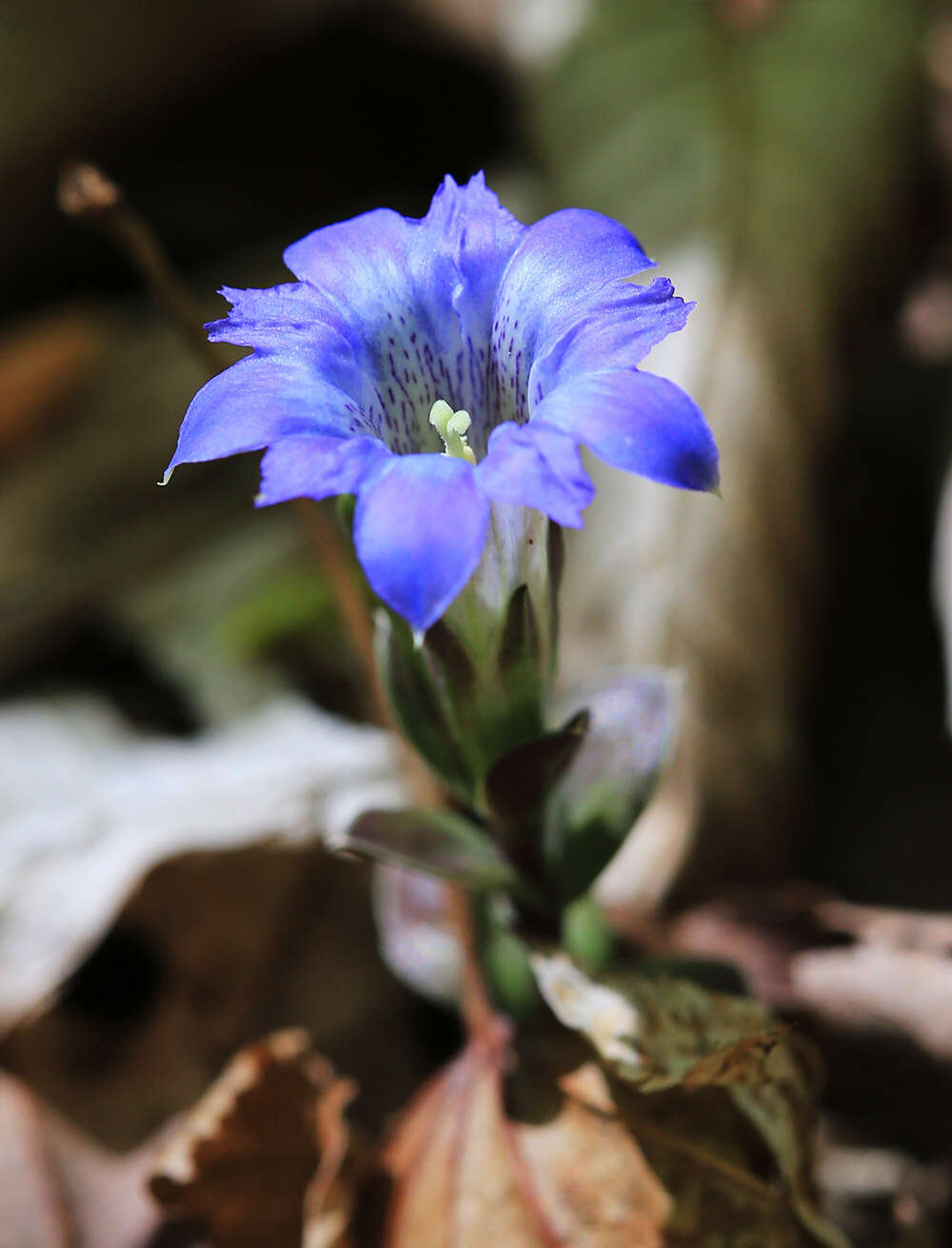 Image of Gentiana zollingeri Fawcett