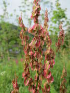 Image of Common Sorrel