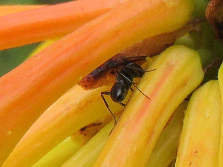 Image de Camponotus werthi Forel 1908