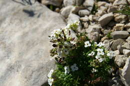 Image of alpine hutchinsia