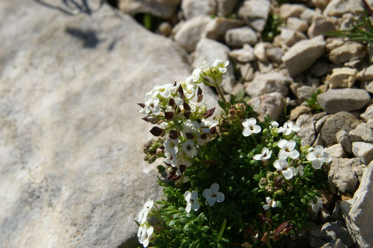 Imagem de Hornungia alpina (L.) O. Appel