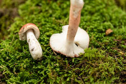 Image of Russula peckii Singer 1943