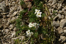 Imagem de Hornungia alpina (L.) O. Appel