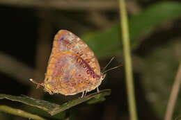 Image de Arhopala anthelus (Westwood (1852))