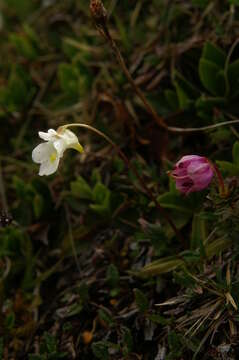 Image of Pinguicula alpina L.