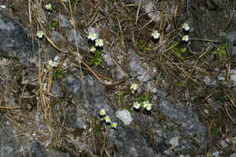 Image of Pinguicula alpina L.