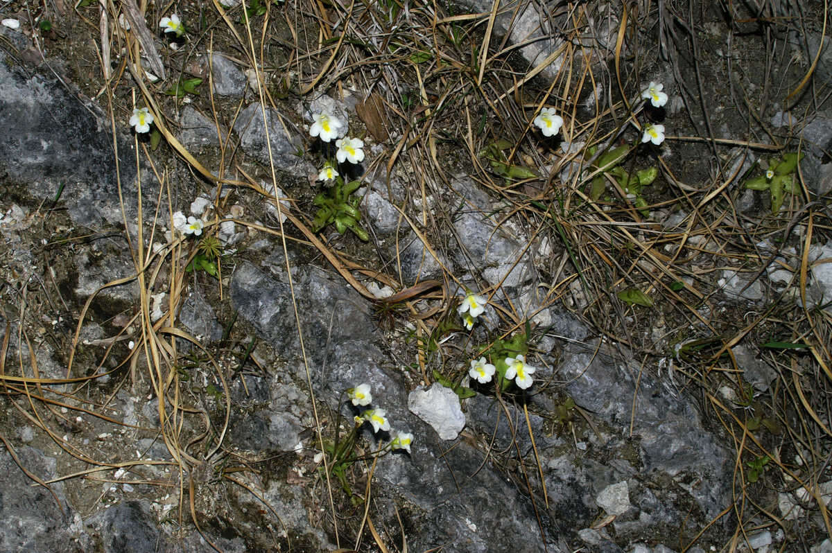 Image of Pinguicula alpina L.