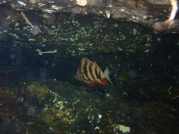 Image of Tiger rockfish