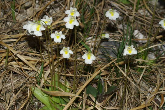 Image of Pinguicula alpina L.