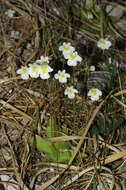 Image of Pinguicula alpina L.