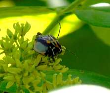 Image of Murgantia varicolor (Westwood 1837)