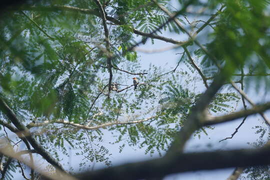 Image of Scarlet-headed Flowerpecker