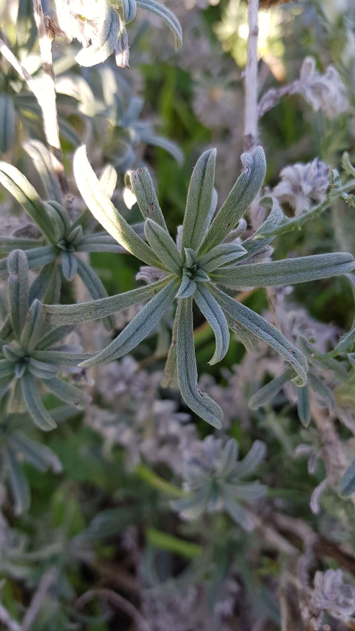 Image of Echium angustifolium Miller