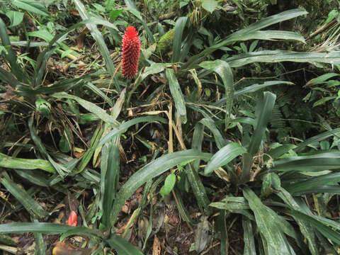 Image of Ronnbergia veitchii (Baker) Aguirre-Santoro