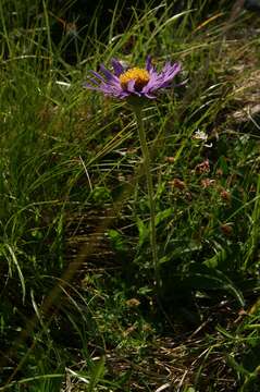 Image of alpine aster