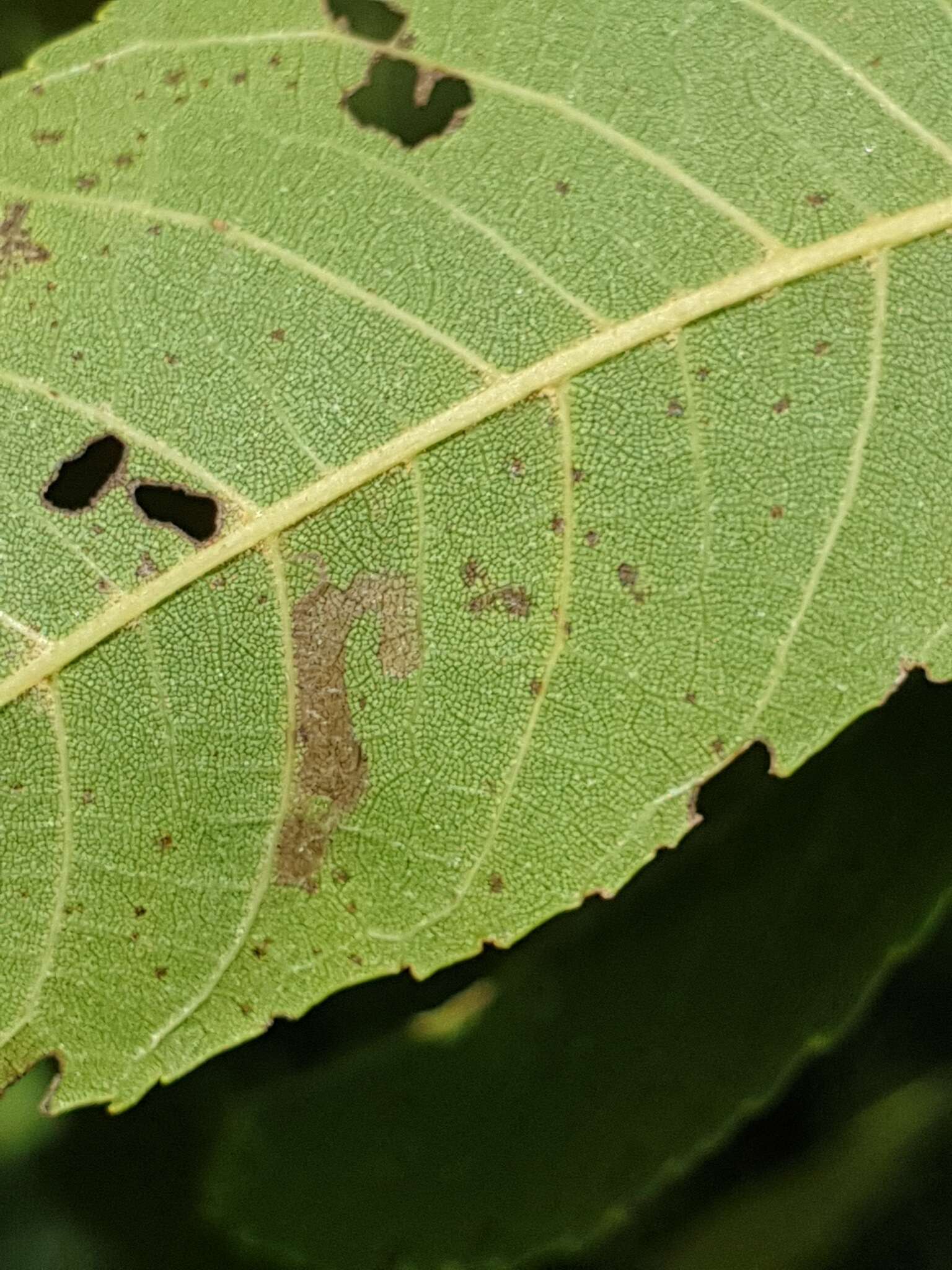 Imagem de Stigmella juglandifoliella (Clemens 1861) Wilkinson et al. 1979