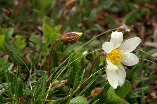 Imagem de Dryas octopetala L.