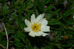 Imagem de Dryas octopetala L.